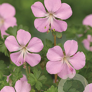 Geranium dalmaticum GM P9