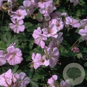 Geranium dalmaticum GM P9