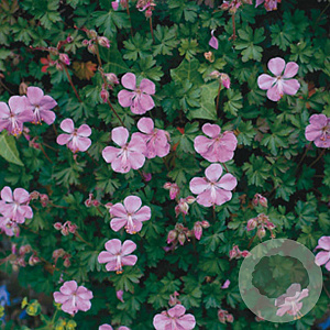 Geranium dalmaticum GM P9
