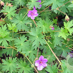 Geranium 'Dilys' GM P9