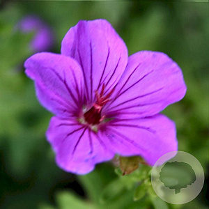 Geranium 'Dilys' GM P9