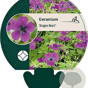 Geranium Dragon Heart GM P9