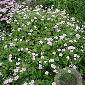 Geranium Dreamland GM P9