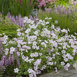 Geranium Dreamland GM P9