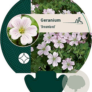 Geranium Dreamland GM P9