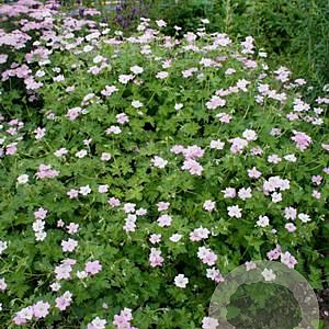 Geranium Dreamland GM P9