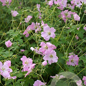 Geranium Dreamland GM P9