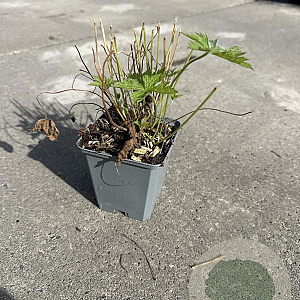 Geranium endressii GM P9