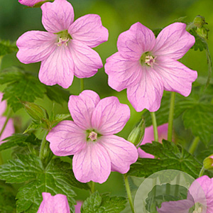 Geranium endressii 'Wargrave Pink' GM P9