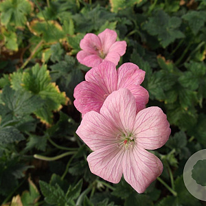 Geranium endressii 'Wargrave Pink' GM P9