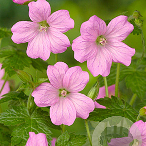 Geranium endressii 'Wargrave Pink' GM P9