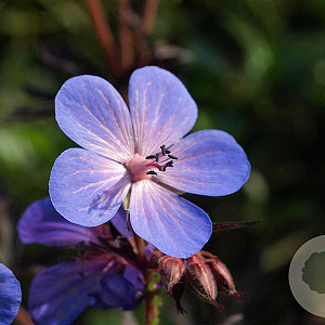 Geranium himalayense GM P9
