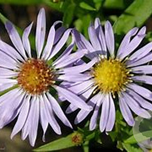Aster (D) 'Zwergenhimmel' GM P9