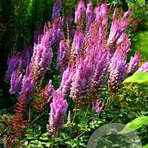 Astilbe c. 'Superba' GM P9