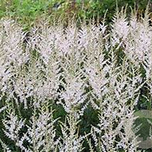 Astilbe 'Darwin's Snow Sprite' GM P9