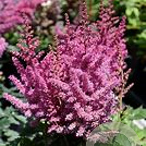 Astilbe 'Little Vision in Pink' GM P9