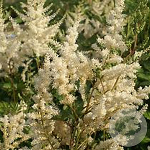 Astilbe 'Vision in White' GM P9