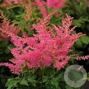 Astilbe Younique Cerise GM P9