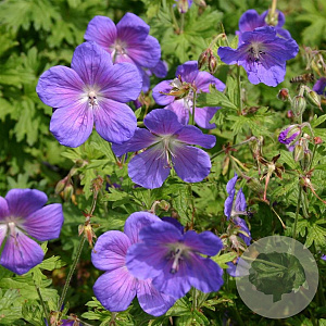 Geranium himalayense 'Gravetye' GM P9