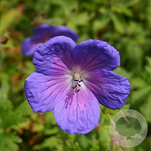 Geranium himalayense 'Gravetye' GM P9