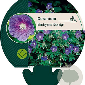 Geranium himalayense 'Gravetye' GM P9