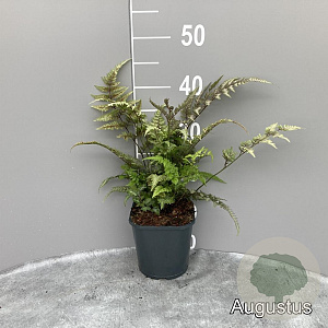 Athyrium niponicum 'Red Beauty' GM 2,0L