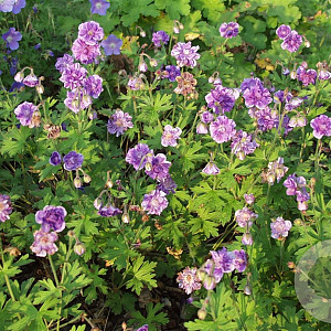 Geranium himalayense 'Plenum' GM P9
