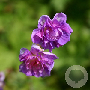 Geranium himalayense 'Plenum' GM P9