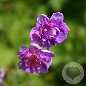 Geranium himalayense 'Plenum' GM P9