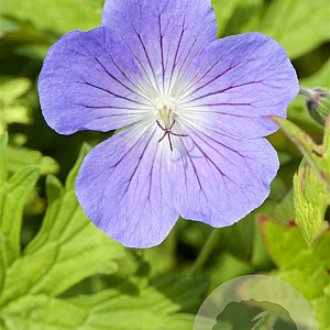 Geranium 'Johnson's Blue' GM P9