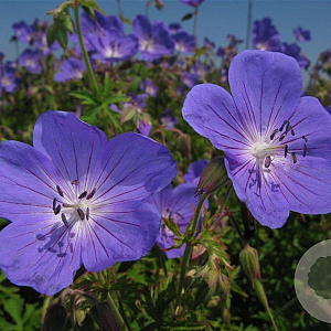 Geranium 'Johnson's Blue' GM P9