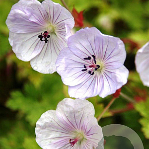 Geranium 'Lilac Ice' GM P9