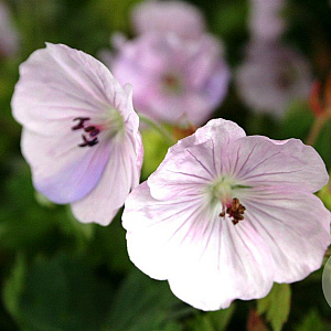 Geranium 'Lilac Ice' GM P9