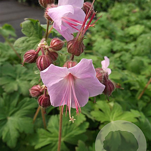Geranium macr. 'Ingwersen's Var.' GM P9