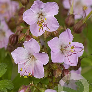 Geranium macr. 'Ingwersen's Var.' GM P9