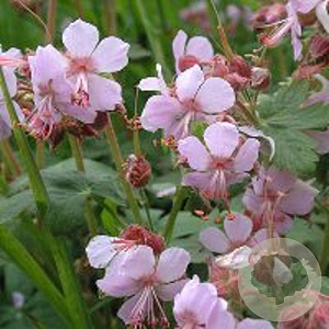 Geranium macr. 'Ingwersen's Var.' GM P9