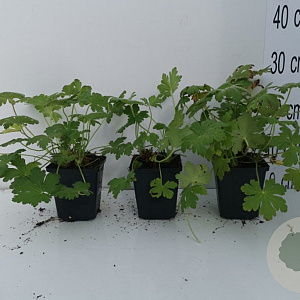 Geranium macr. 'Ingwersen's Var.' GM P9