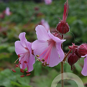 Geranium macr. 'Ingwersen's Var.' GM P9