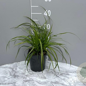 Carex morrowii GM 2,0L