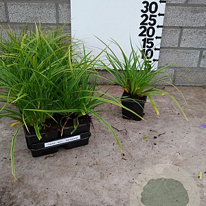 Carex morrowii 'Variegata' plantgoed P9