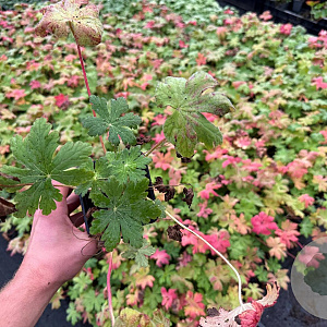 Geranium macr. 'Spessart' GM P9