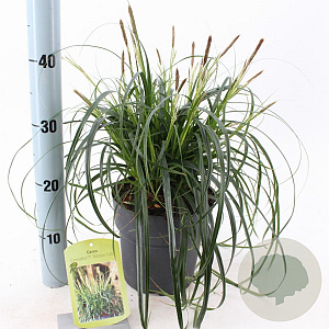 Carex Ribbon Falls 25-30 cm 3,0L