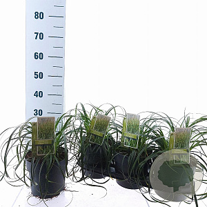 Carex Ribbon Falls 25-30 cm 3,0L