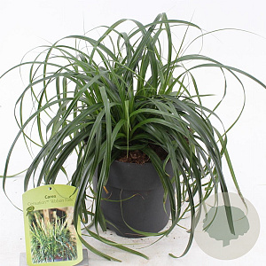 Carex Ribbon Falls 25-30 cm 3,0L