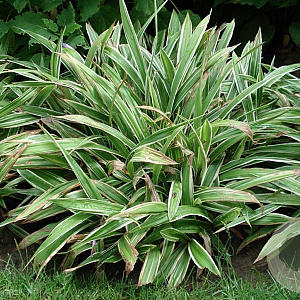 Carex siderosticta 'Variegata' GM P9