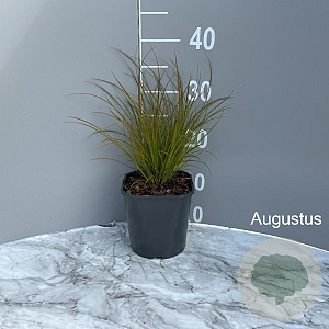 Carex testacea 'Prairie Fire' GM 2,0L