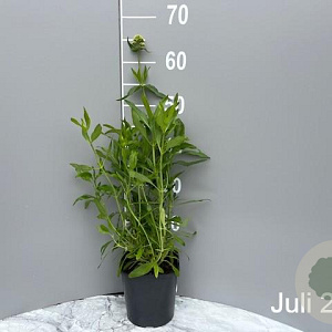 Centranthus ruber 'Albus' GM 2,0L