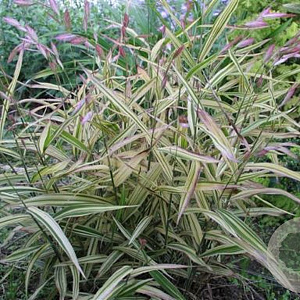 Chasmanthium latifolium 'River Mist GM P9