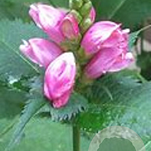 Chelone obliqua Pink Turtle GM P9