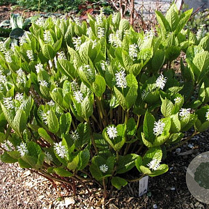 Chloranthus japonicus GM P9